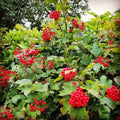15 Thin Cuttings Viburnum opulus Eastern Snowball Chervona Kalyna - Flowering Shrub Cuttings for Gardening