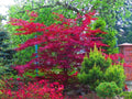 30 Amur Maple Tree Seeds for Planting, Acer tataricum ginnala, Hardy Deciduous Tree, Fast-Growing, Beautiful Fall Foliage