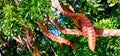 Thornless Honey Locust Seeds (12 Seeds) - Gleditsia triacanthos, Non-Thorn, Easy to Grow, Drought Tolerant
