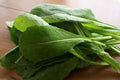 Komatsuna Mustard Seed 100+ Seeds Brassica rapa var. perviridis Non-GMO Vegetable Garden Seeds for Planting