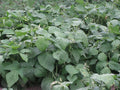 Jade Snap Bush Bean Seeds 50+ | Phaseolus vulgaris | Non-GMO, High Yield, Green Bean Seeds for Home Garden