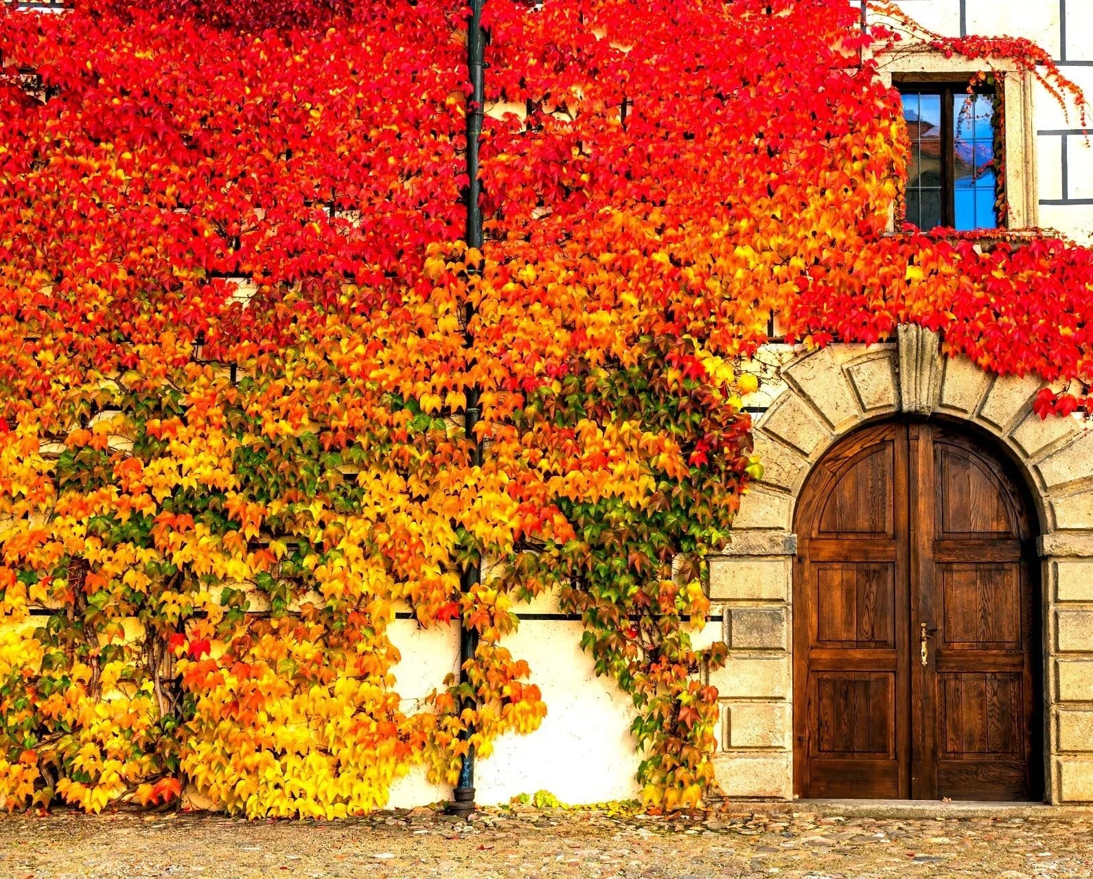 Virginia Creeper Seeds - 50+ Seeds - Parthenocissus quinquefolia - Hardy Climbing Vine for Garden Landscaping