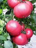 Tomato Slicer Seeds 500 Count Chef's Choice Pink (Solanum lycopersicum) - Giant Scarlet Beefsteak Variety, Juicy & Tasty