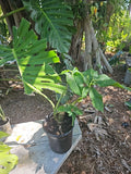 Syngonium Plant Large Stem Green Mature Leaf - Syngonium Podophyllum Indoor Houseplant