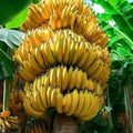 Banana Tree Starter Plant - Musa Gran Nain - Tropical Fruit Plant, Indoor/Outdoor Gardening, Edible Plant