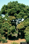 Loblolly Pine Live Plant Set of 2, 12-16 Inches, Pinus taeda, Hardy for Zones 5-9, Freshly Dug, Priority Shipping