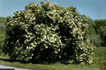 Nannyberry Starter Plant 8-12 Inches Viburnum lentago Hardy Shrub Small Tree Zones 5-9 Landscaping Garden Plant