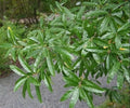 Willow Oak Tree Seeds - 10 Pack - Quercus phellos - Native Hardwood Tree Seeds