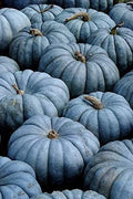 Blue Pumpkin Seeds 100 Count | Exotic Blue Jarrahdale Variety | Heirloom Seeds for Gardening