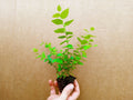 Blueberry Starter Plants - 2 Emerald Plants - High Quality, Early Ripening - Vaccinium corymbosum 'Emerald' - Pesticide Free