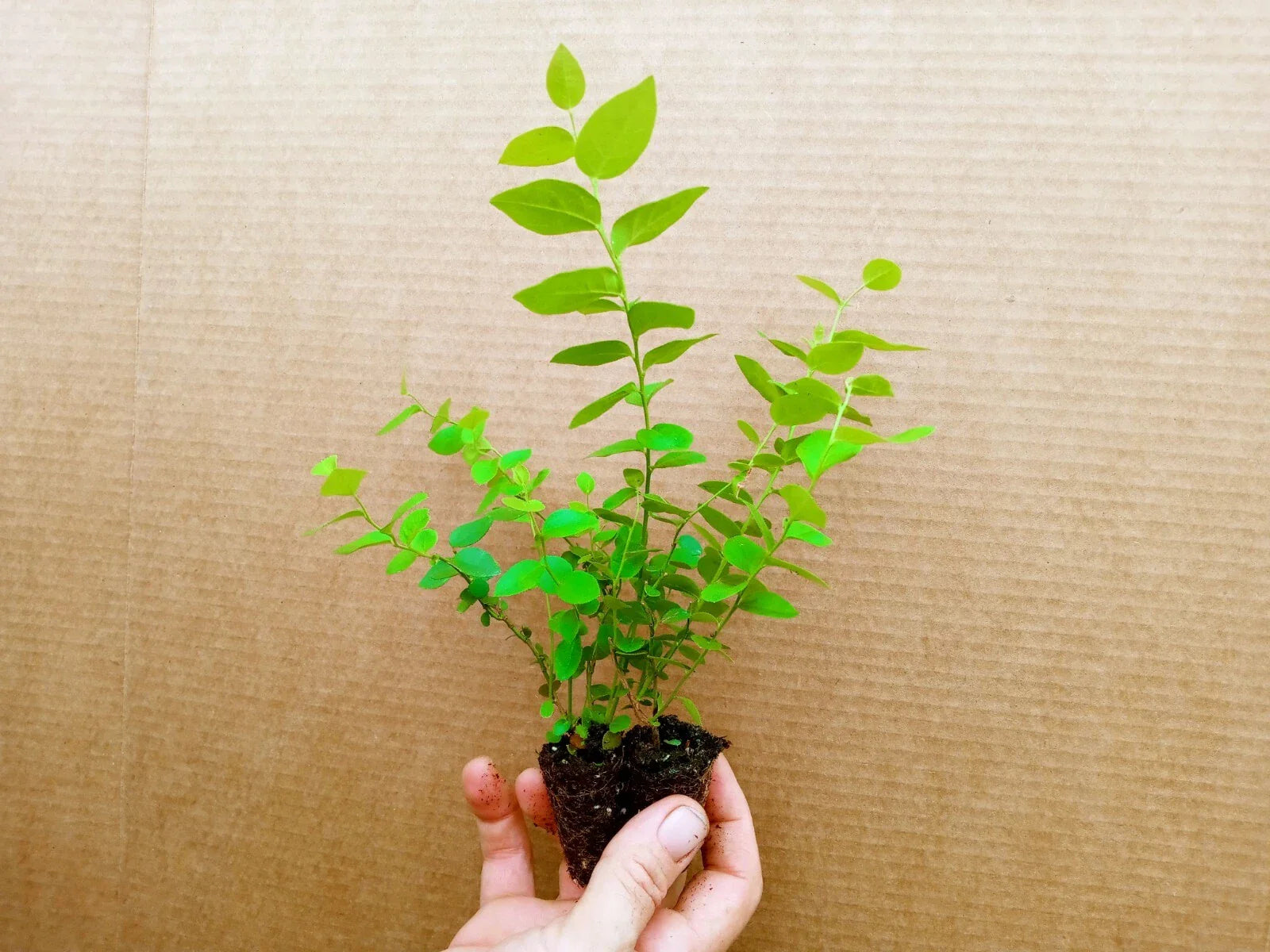 Blueberry Starter Plants - 2 Emerald Plants - High Quality, Early Ripening - Vaccinium corymbosum 'Emerald' - Pesticide Free
