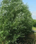 Hybrid Willow Trees - 15 Cuttings - Fast Growing 10 ft/year - Austree - Dense Hedge for Privacy Fence