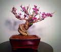 Bonsai Beauty Berry Seeds - 20 Non-GMO Seeds - Callicarpa Americana - Unique Shrub for Gardens and Landscapes