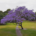 Blue Jacaranda Live Plant Set - 3" Pot - 8-10" Tall - Jacaranda Mimosifolia - Set of 2