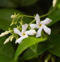 Star Jasmine 7 Live 6" Cuttings Trachelospermum Jasminoides White Flowers Evergreen Climbing Shrub