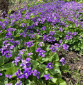 Purple Wild Violet Rhizomes 30+ Organic Bareroot Viola Perennial Edible Herbaceous Plant