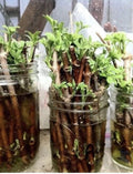 5 Unrooted American Elderberry Cuttings, Sambucus nigra, Native Medicinal Shrub, Organic, Appalachian Grown, Perennial Plant