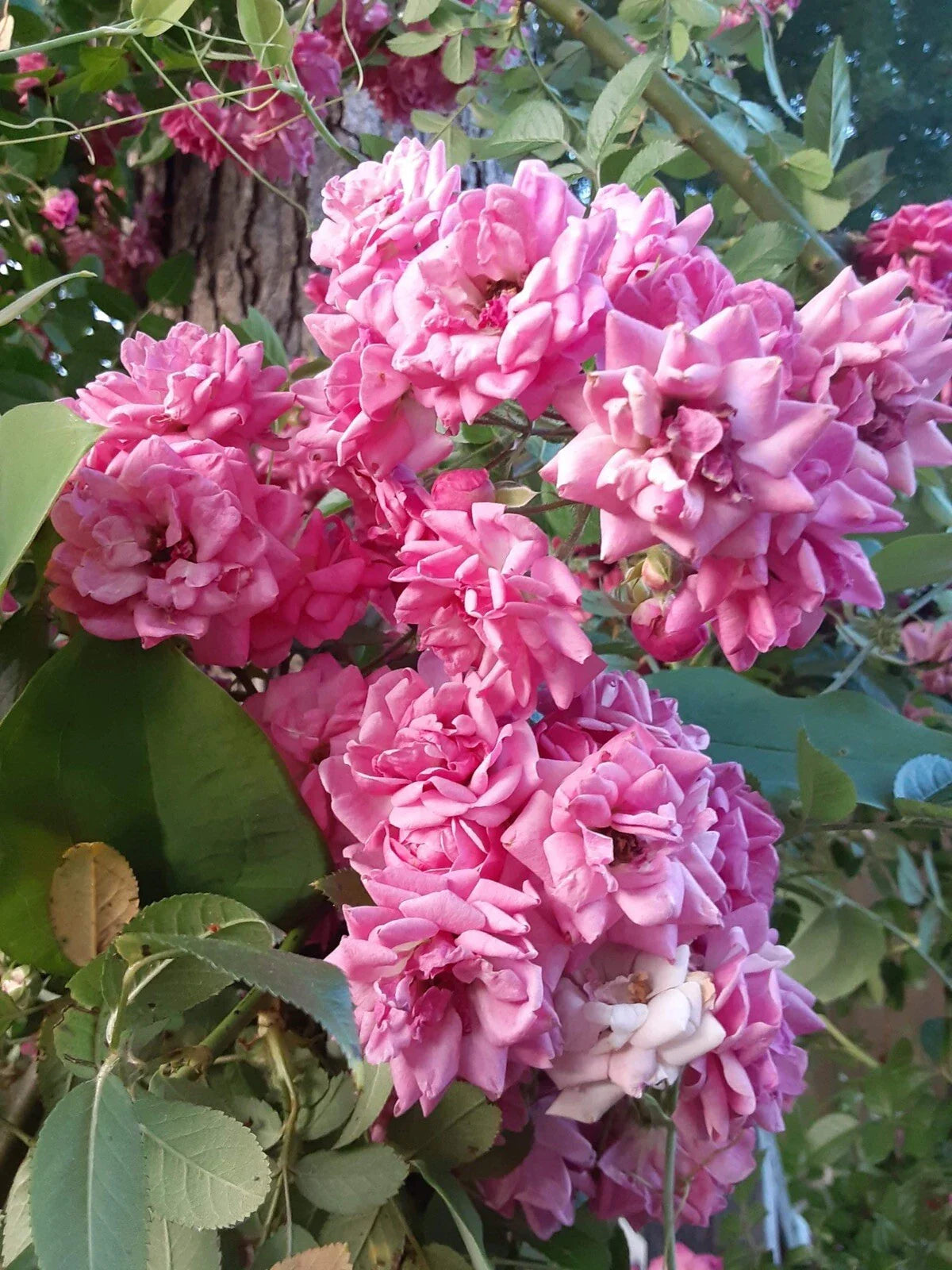 French Rose Cuttings (4) - Climbing Variety, 6-8 inches, Rosa spp., Elegant Victorian Garden Decor