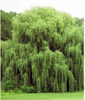 Golden Weeping Willow Trees - 2 Pack - Live Plants - Beautiful Arching Foliage - Salix babylonica