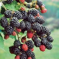 Prime-Ark 45 Blackberry Plant - Floricane Edible Fruit, Bare Root, Rubus spp. - High Antioxidant, Easy Care Blackberry Bush