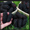 Big Daddy Thornless Blackberry Plants - 3 Pack - Edible Fruit - Rubus - Jumbo Size - Outdoor Garden - Zones 5-9