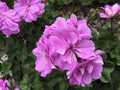 Ivy Geranium Cuttings 4 Pack Double Bright Pink Pelargonium peltatum