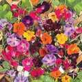 Climbing Vine Seeds Mix - 200 Pack - Morning Glory, Nasturtium, Black Eyed Susan, Sweet Pea - Flower Seeds for Garden