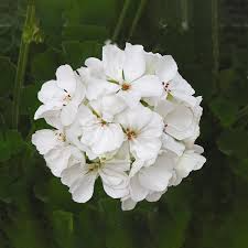 1 Well Rooted 4" Geranium ‘Patriot White’ Live Plant Bright Crystal White Zonal Geranium (Pelargonium) Hardy Flowering Plant for Garden & Pots