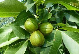 8 Bitternut Hickory Tree Live Cuttings (Carya cordiformis) 8" Long, Healthy Seedling, Hardy Tree for Landscaping, Native North American Tree