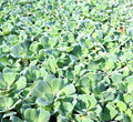 Water Plants Set - 3 Medium Water Hyacinth & 3 Water Lettuce - Floating Live Aquatic Plants for Ponds (Eichhornia crassipes, Pistia stratiotes)